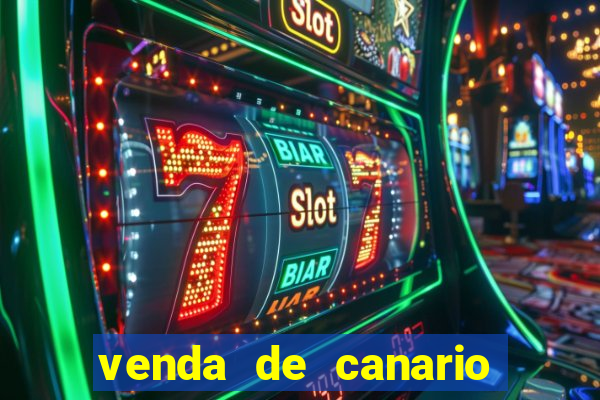 venda de canario belga bahia
